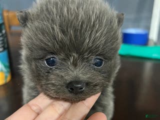 Pomeranian dogs Pomeranian Puppy 4 - Ad 10