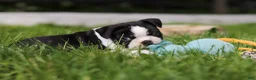 Boston Terrier dogs for sale: Atlas - Ad 6