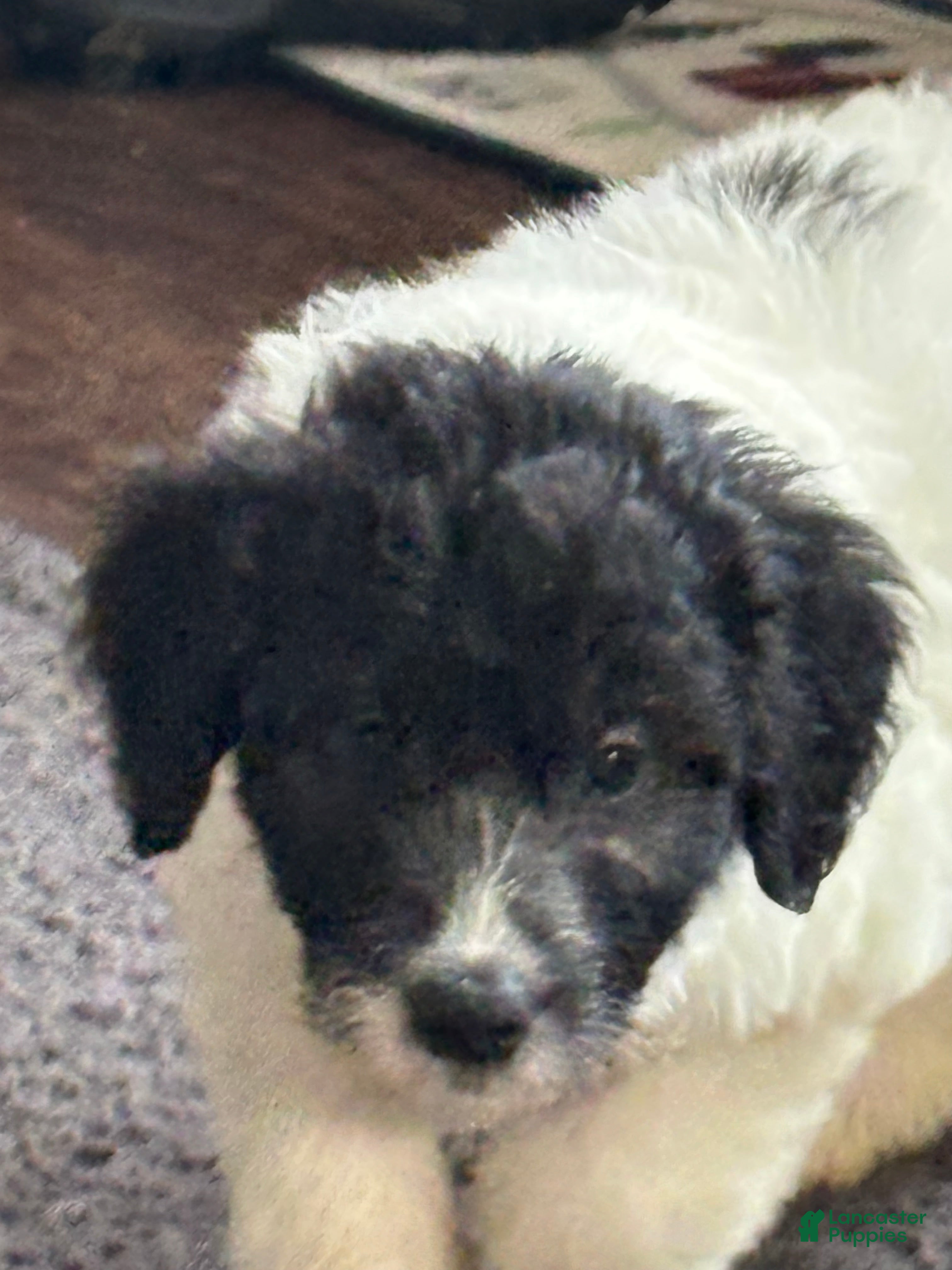 Mixed Breed dogs Mixed Breed Puppy 5 - Ad 19