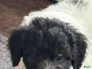 Mixed Breed dogs Mixed Breed Puppy 5 - Ad 19