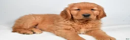 Golden Retriever dogs for sale: Archie - Ad 9