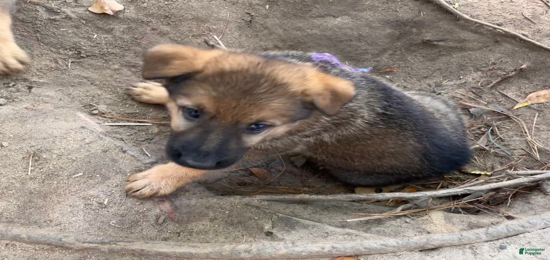 Gallery Image {{count}}