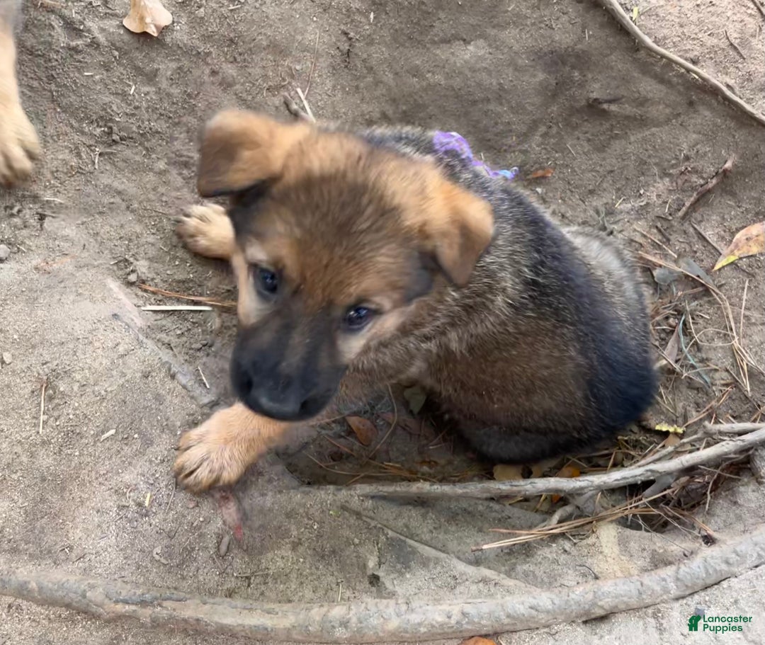 Gallery Image {{count}}