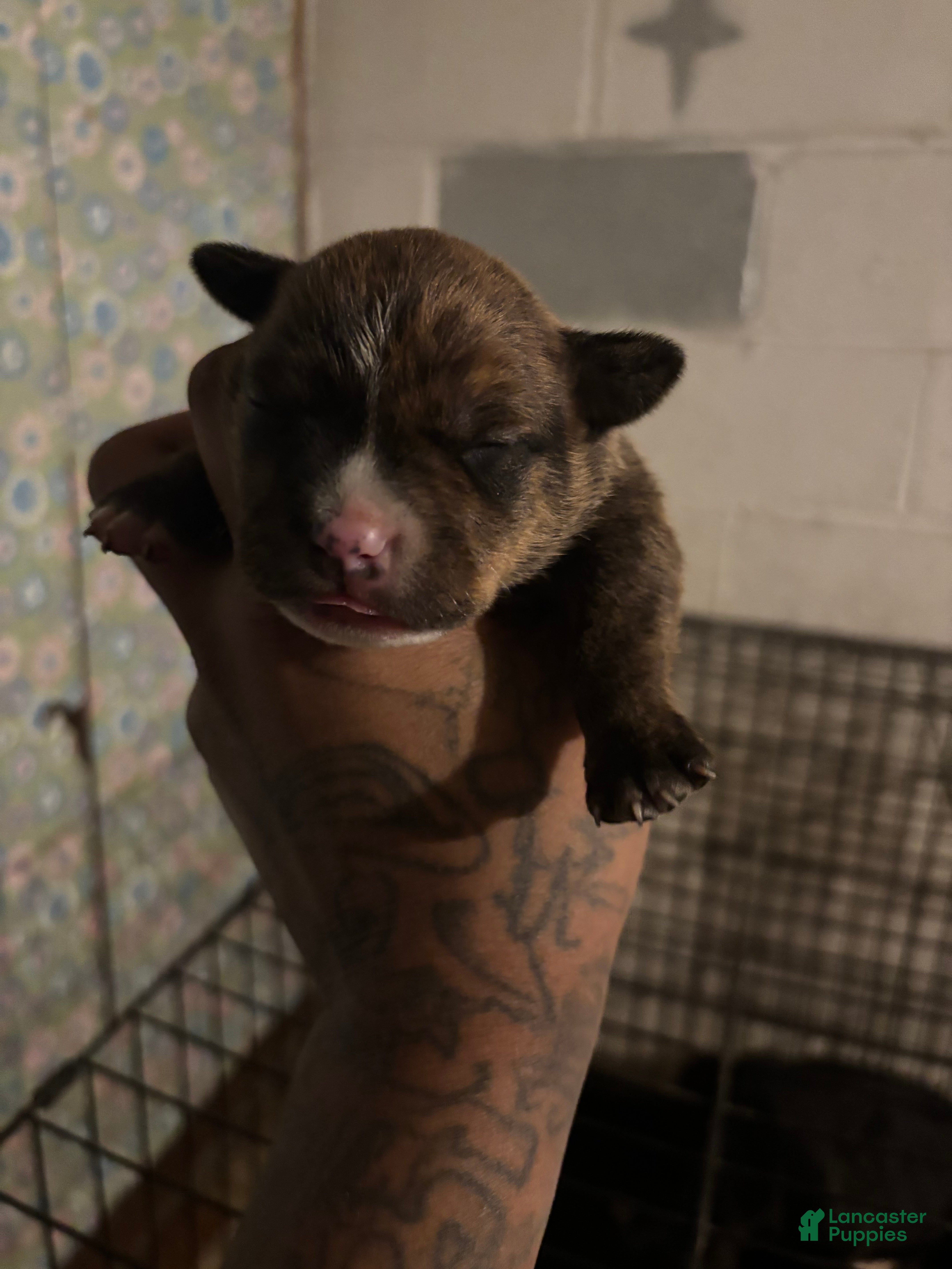 American Staffordshire Terrier dogs for sale: American Staffordshire Terrier Puppy 4 - Ad 4