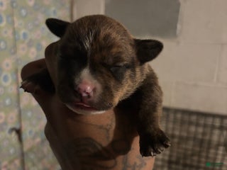 American Staffordshire Terrier dogs for sale: American Staffordshire Terrier Puppy 4 - Ad 4
