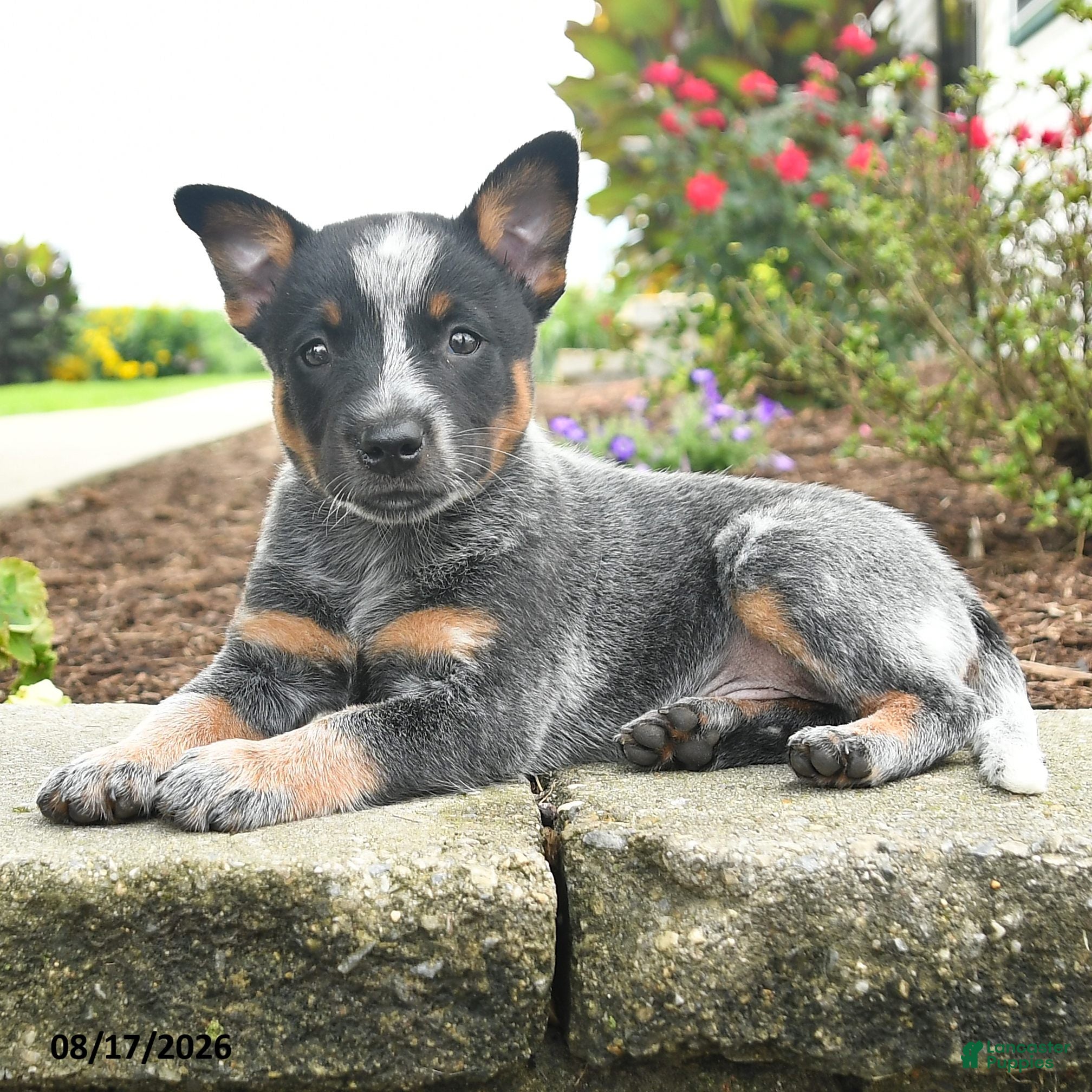 Australian Cattle Dog dogs Fido - Ad 1