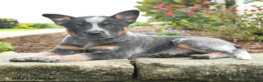 Fido