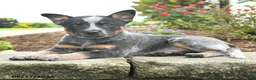 Australian Cattle Dog dogs for sale: Fido - Ad 1