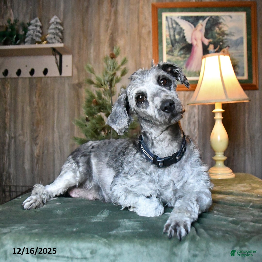 Mini Aussiedoodle dogs for sale: Saphire - Ad 4