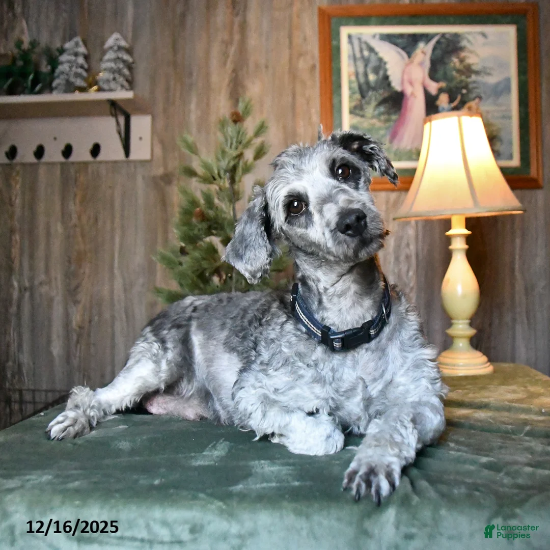 Mini Aussiedoodle dogs for sale: Blitzen  - Ad 7