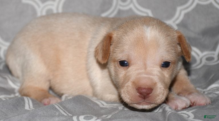 Rat Terrier dogs Baffin - Ad 7