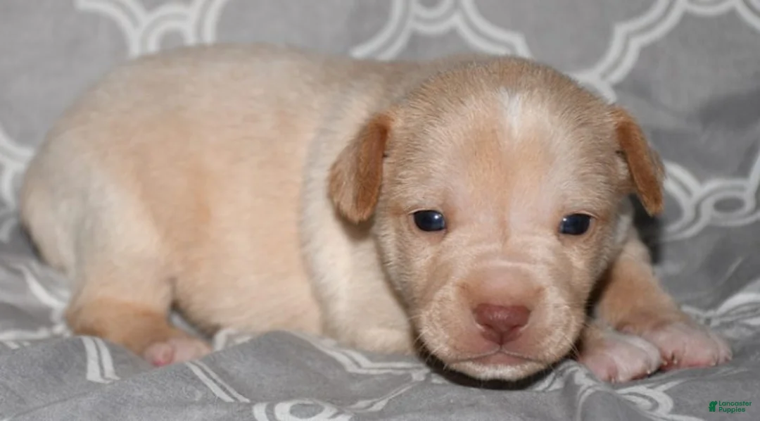 Rat Terrier dogs for sale: Baffin - Ad 1