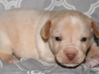 Rat Terrier dogs Baffin - Ad 2