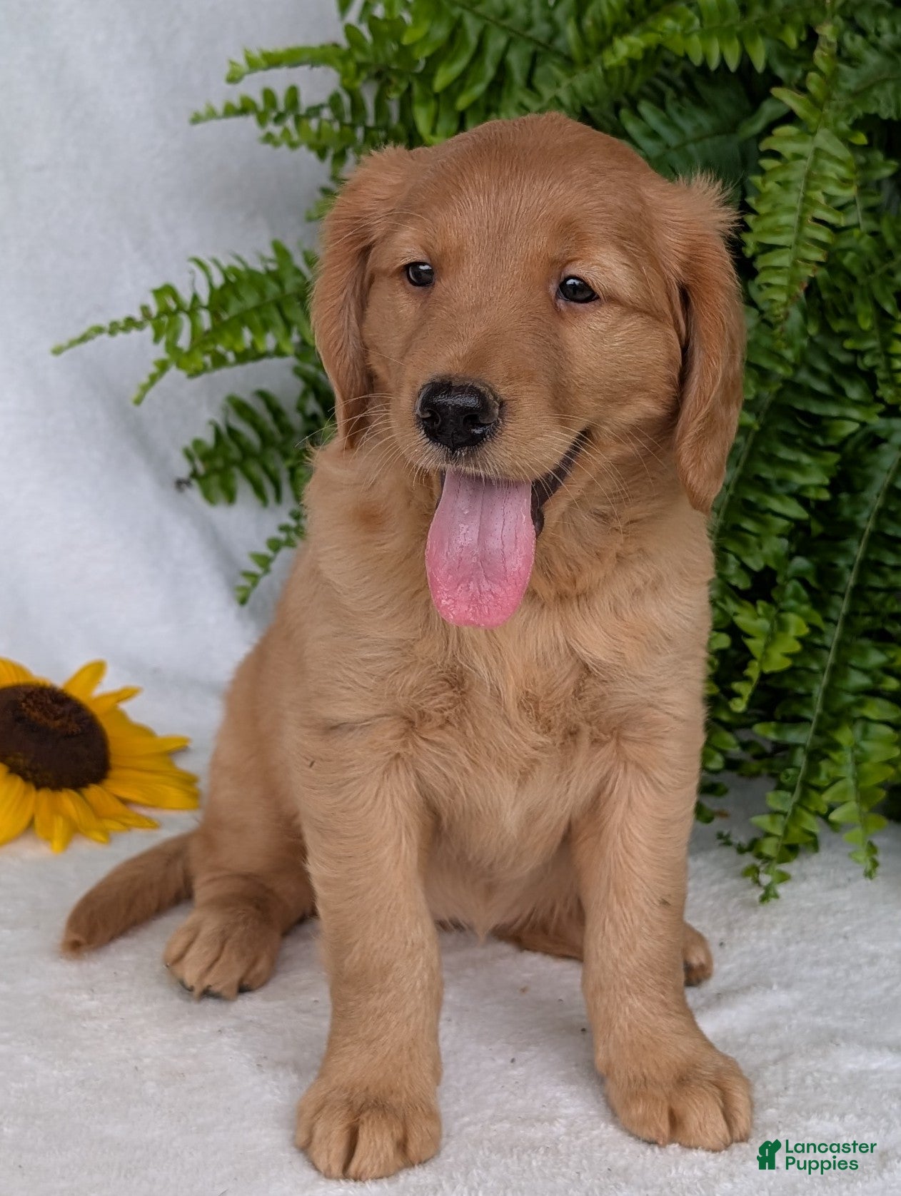 Golden Retriever dogs Honey  - Ad 2