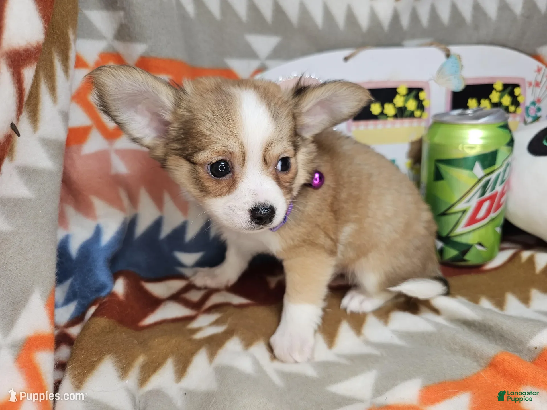 Chihuahua dogs Rangler LH - Ad 31