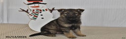 German Shepherd dogs for sale: Bentley - Ad 3