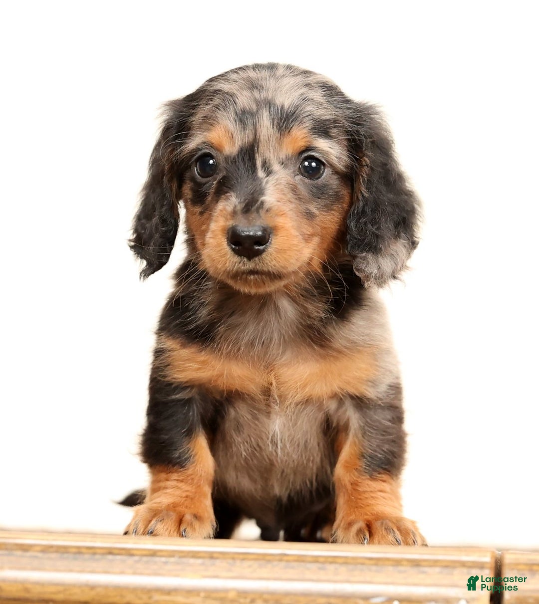 Miniature Dachshund dogs for sale: Todd - Ad 6