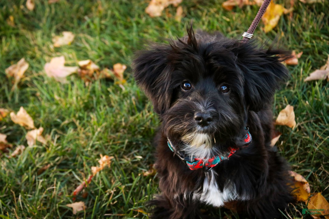 Morkie dogs for sale: Mackintosh - Ad 11