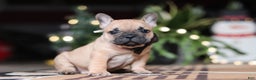 French Bulldog dogs for sale: Casper - Ad 3