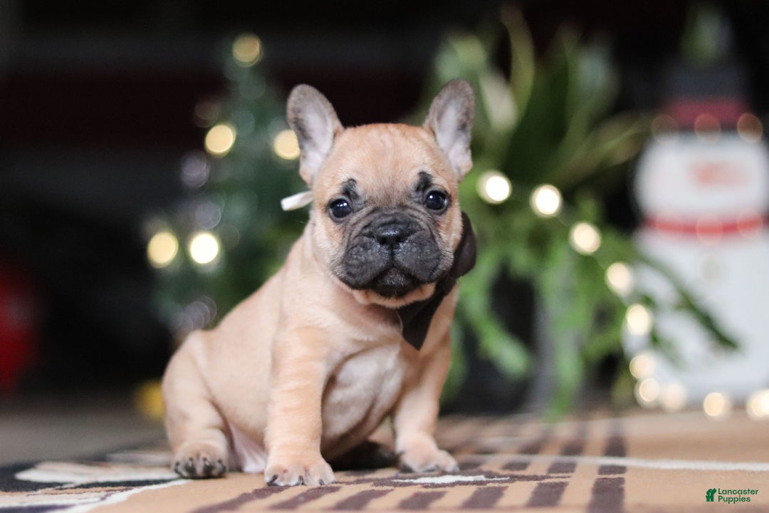 French Bulldog dogs for sale: Casper - Ad 3