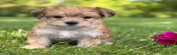 Morkie dogs for sale: Bradley  - Ad 11