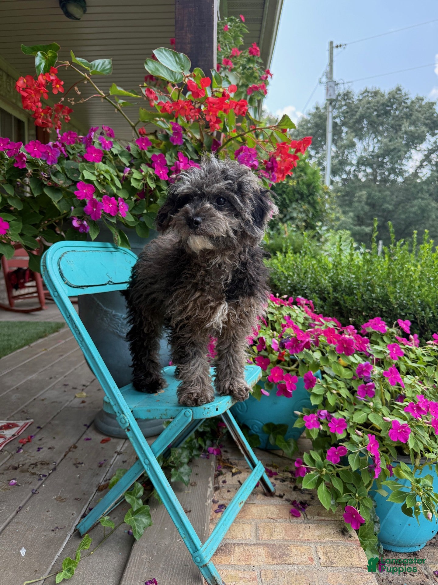 Cavapoo dogs leo - Ad 12