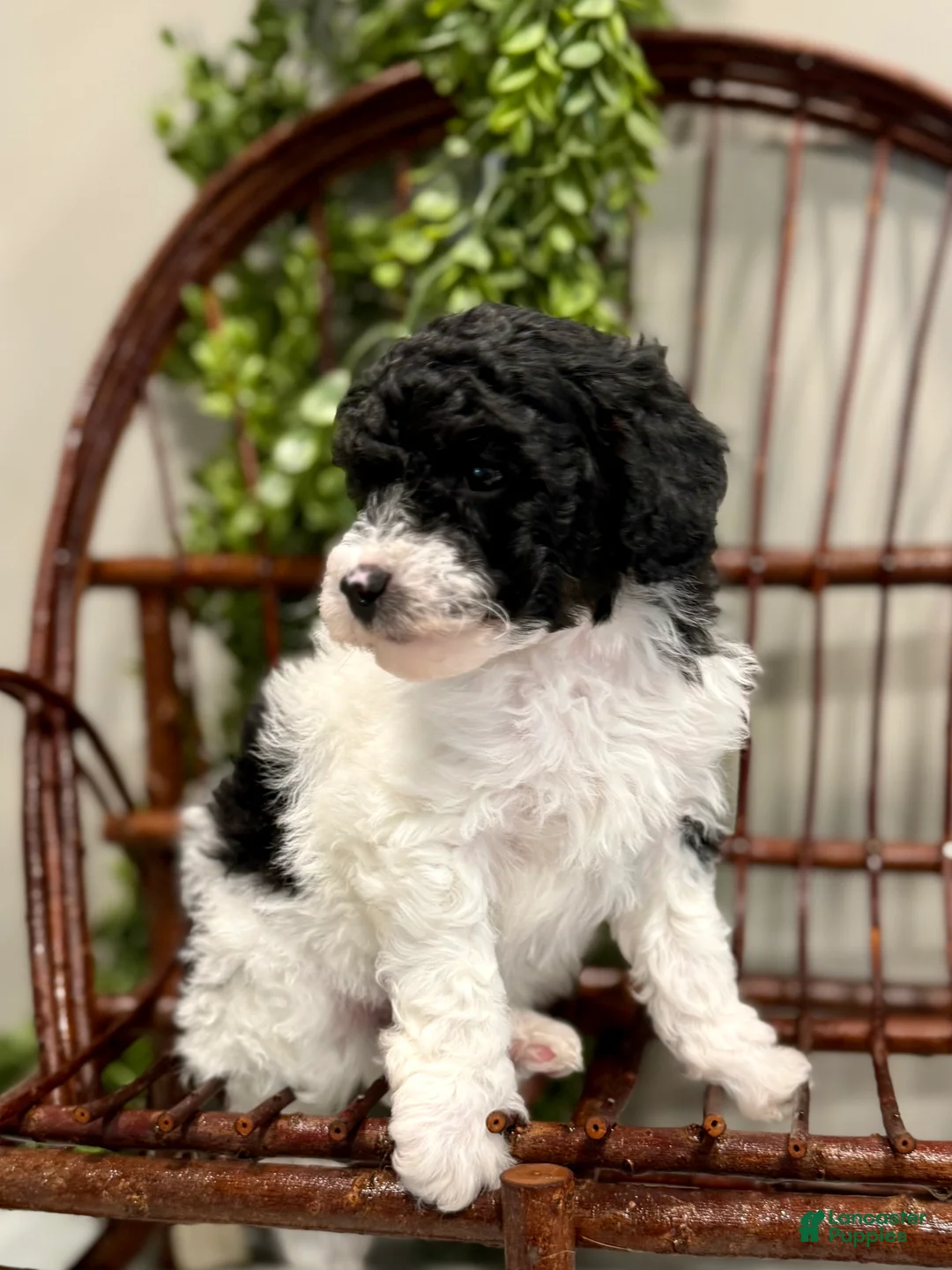 Mini Goldendoodle dogs for sale: Oscar - Ad 2