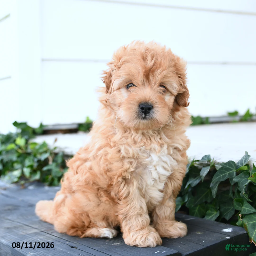Mixed Breed dogs for sale: Shiloh - Ad 1