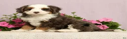 Mini Bernedoodle dogs for sale: Jarrett - Ad 3