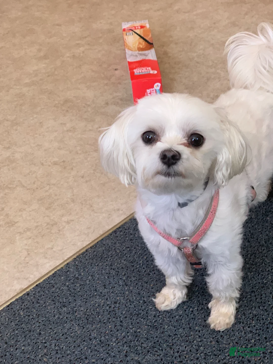 Maltese dogs for sale: Maltese Puppy 2 - Ad 2