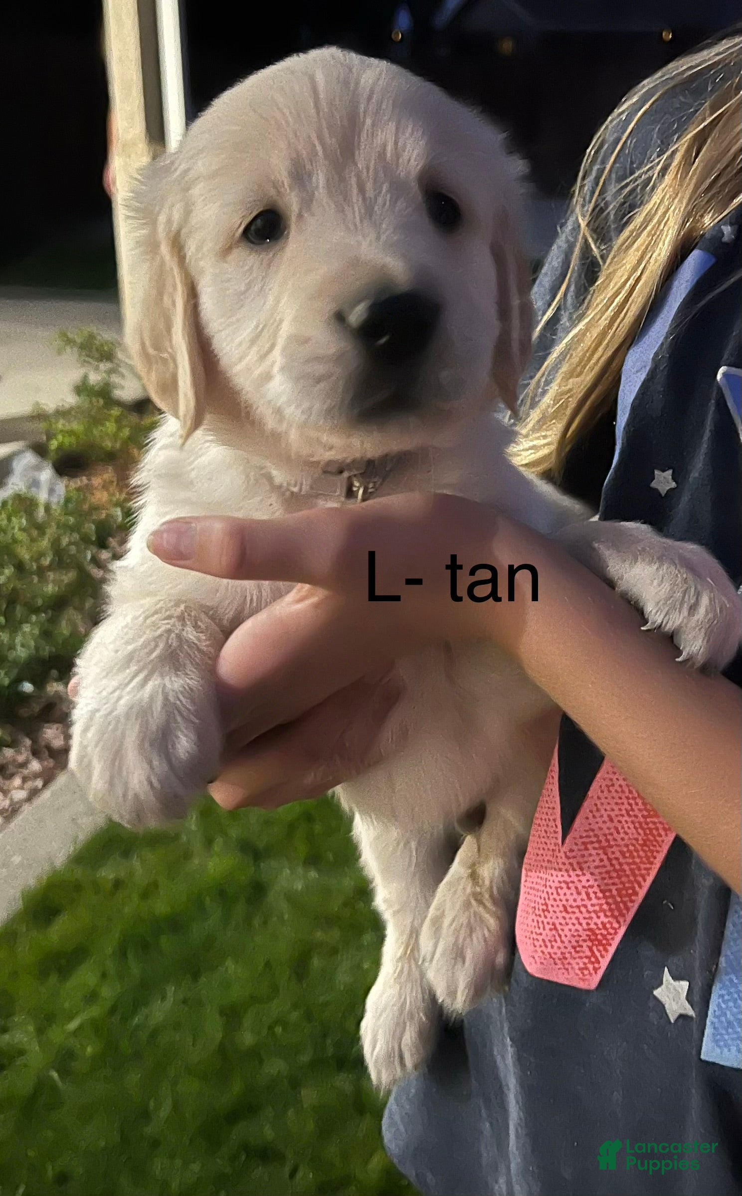 Golden Retriever dogs Tan - Ad 1
