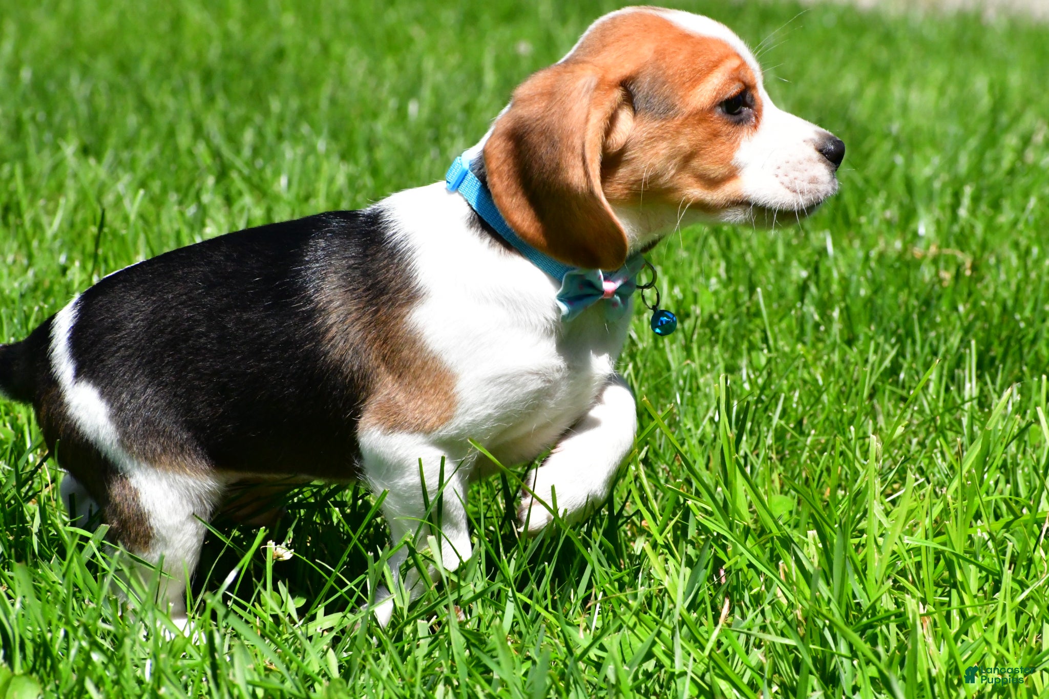 Beagle dogs Biscuit - Ad 2