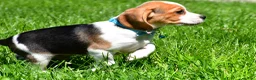 Beagle dogs for sale: Biscuit - Ad 2