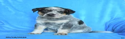 Australian Cattle Dog dogs for sale: Billy - Ad 3