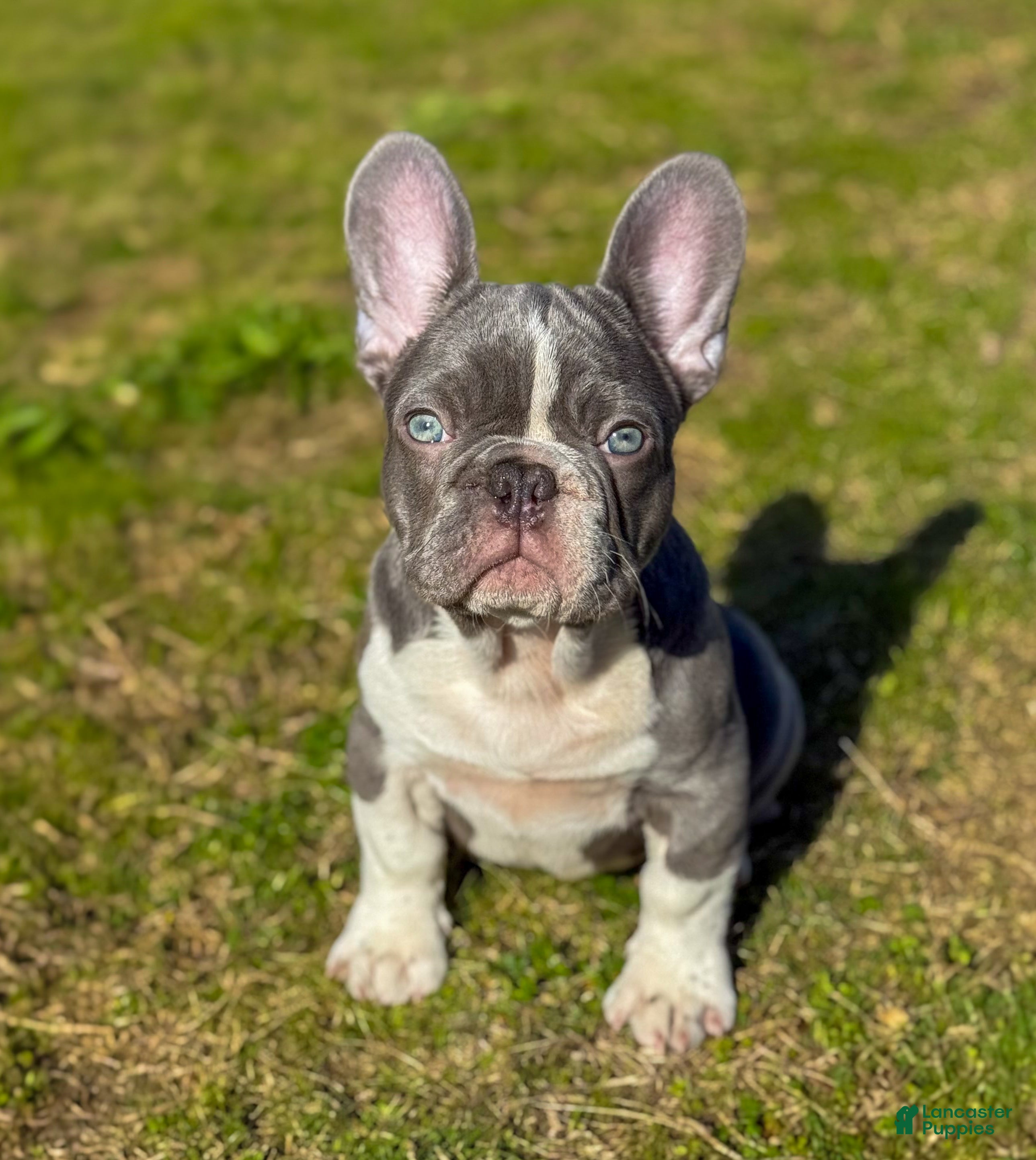 French Bulldog dogs Drake Maye  - Ad 1