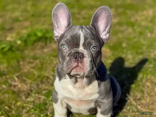 French Bulldog dogs Drake Maye - Ad 4
