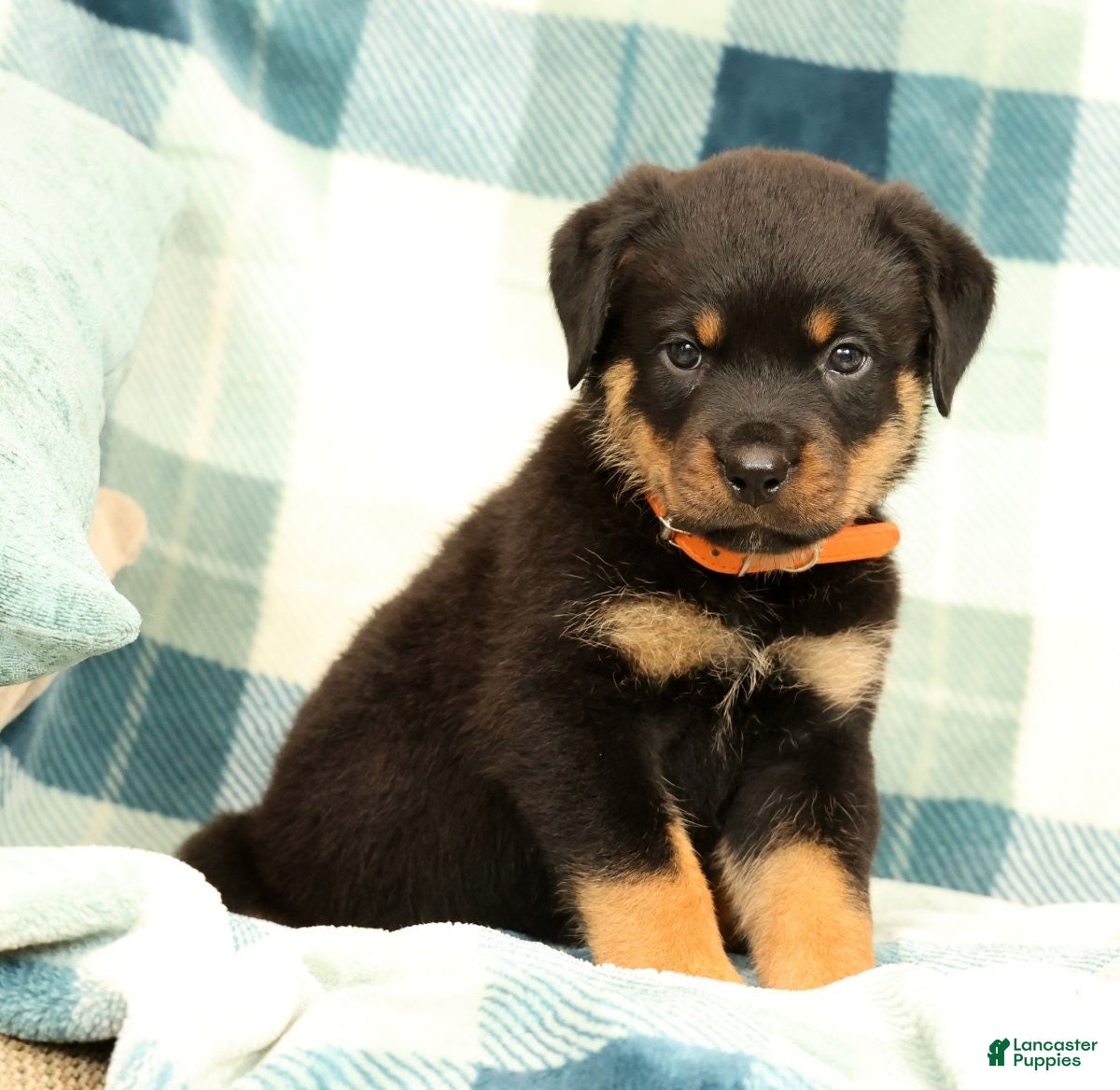 Rottweiler dogs Titan - Ad 2