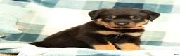 Rottweiler dogs for sale: Titan - Ad 2