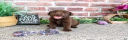 Labrador Retriever dogs for sale: Tootsie - Ad 3