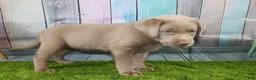 Labrador Retriever dogs for sale: Labrador Retriever Puppy 2 - Ad 9