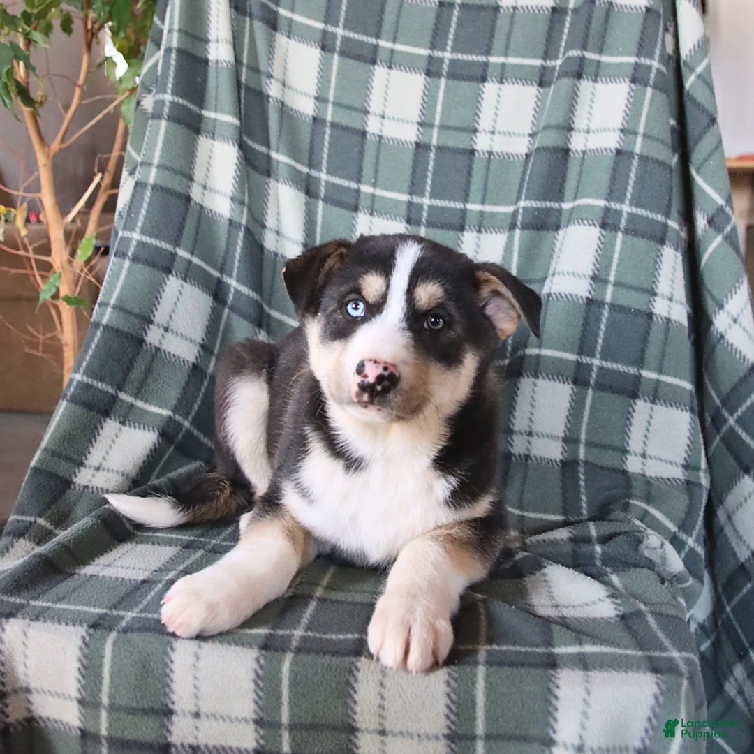 Mixed Breed dogs for sale: Shadow - Ad 2