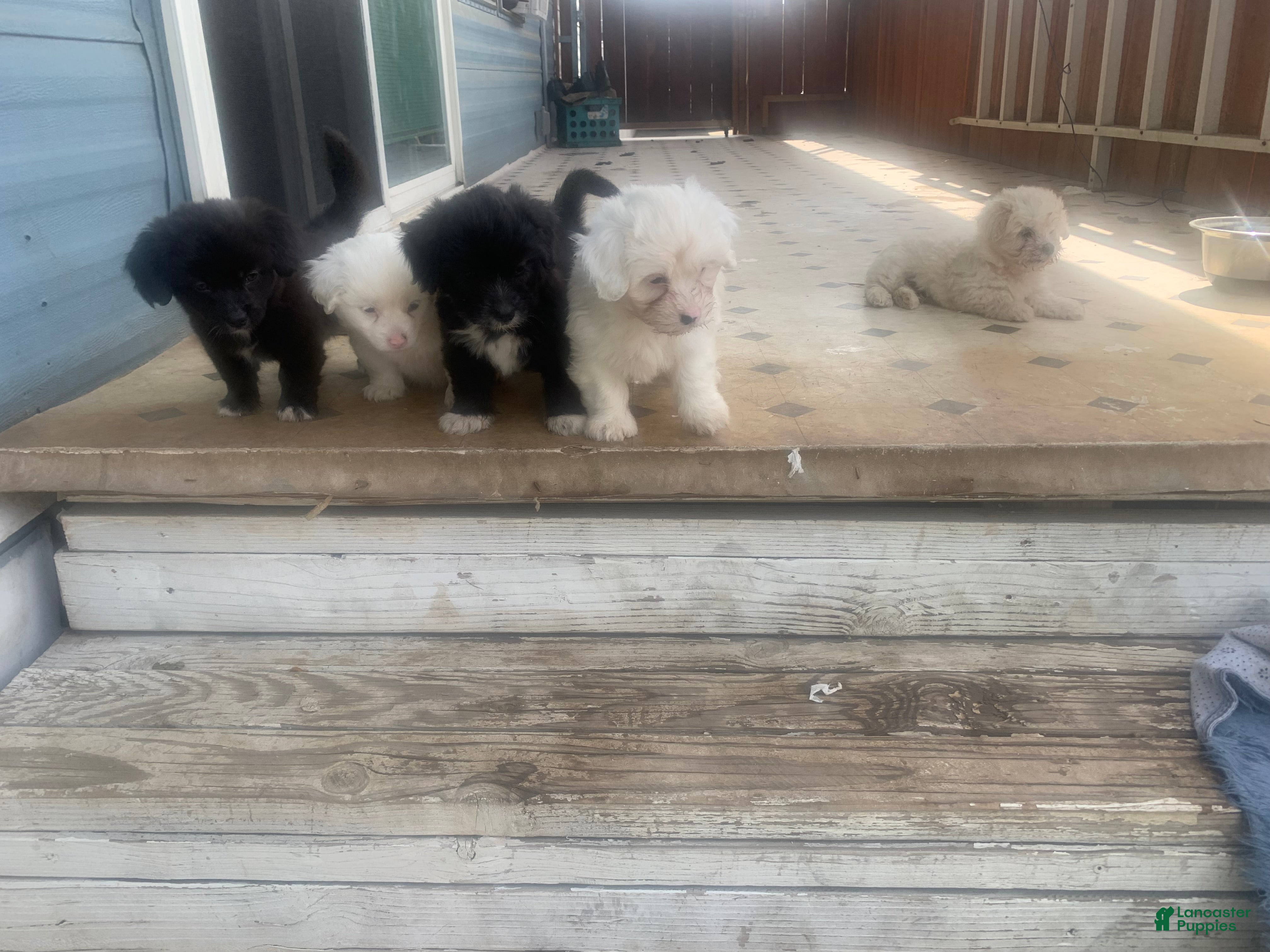 Coton De Tulear dogs Coton De Tulear Puppy 2 - Ad 4