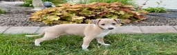 Italian Greyhound dogs for sale: Gordie - Ad 5