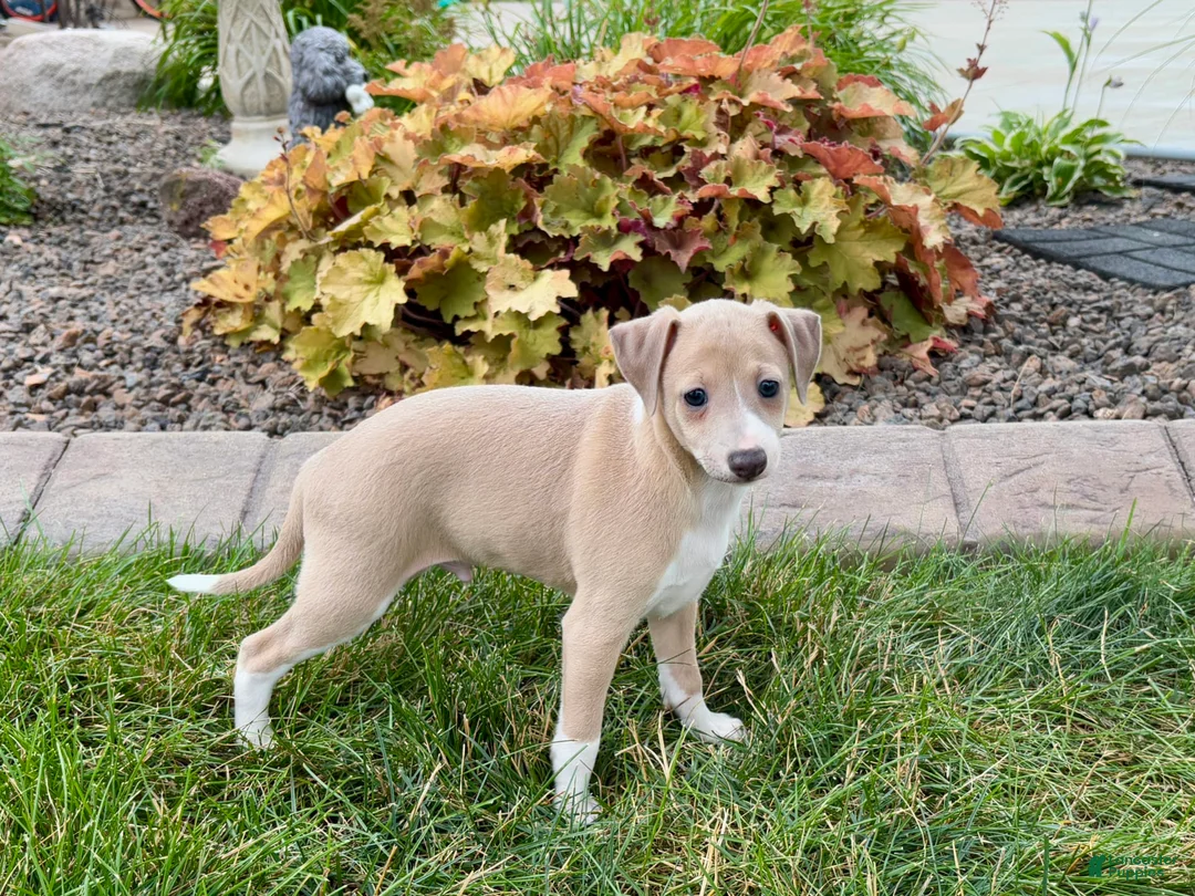 Italian Greyhound dogs for sale: Gordie - Ad 5