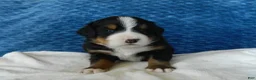 Bernese Mountain Dog dogs for sale: Bear - Ad 4