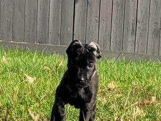 Cane Corso dogs - Ad 5