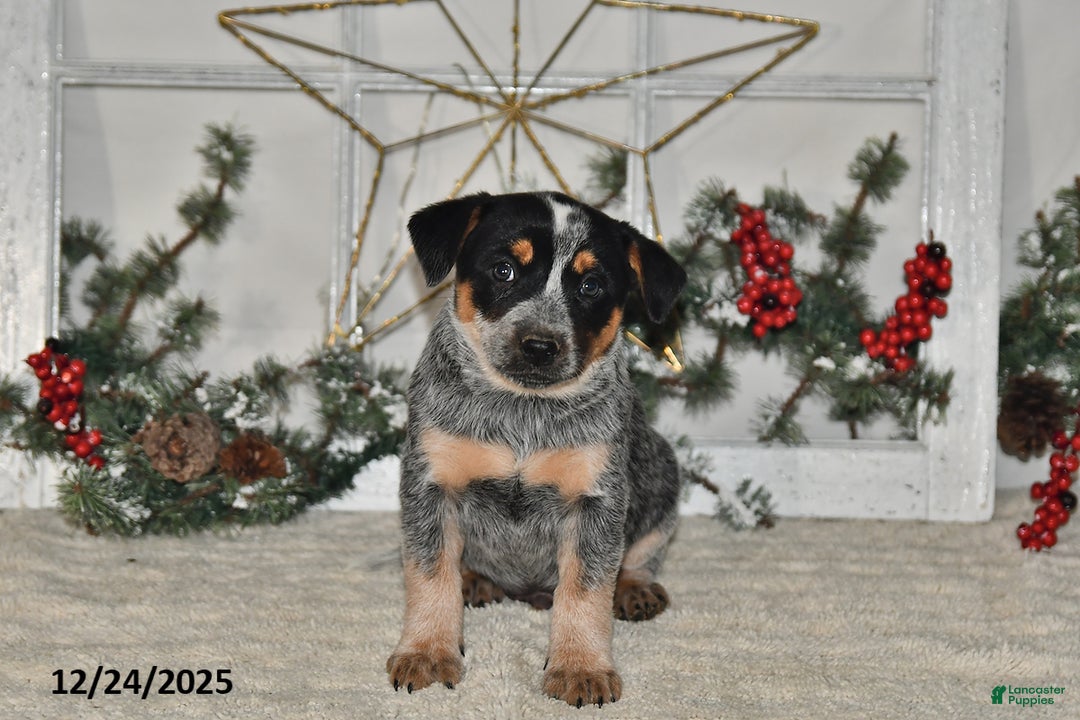 Australian Cattle Dog dogs for sale: Roscoe - Ad 1