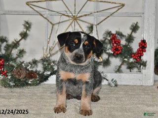 Australian Cattle Dog dogs Roscoe - Ad 11