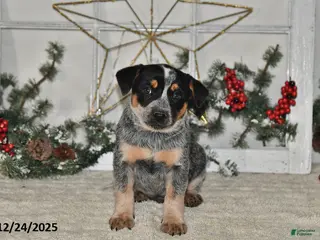 Australian Cattle Dog dogs Roscoe - Ad 23