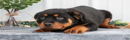 Rottweiler dogs for sale: Alina - Ad 3